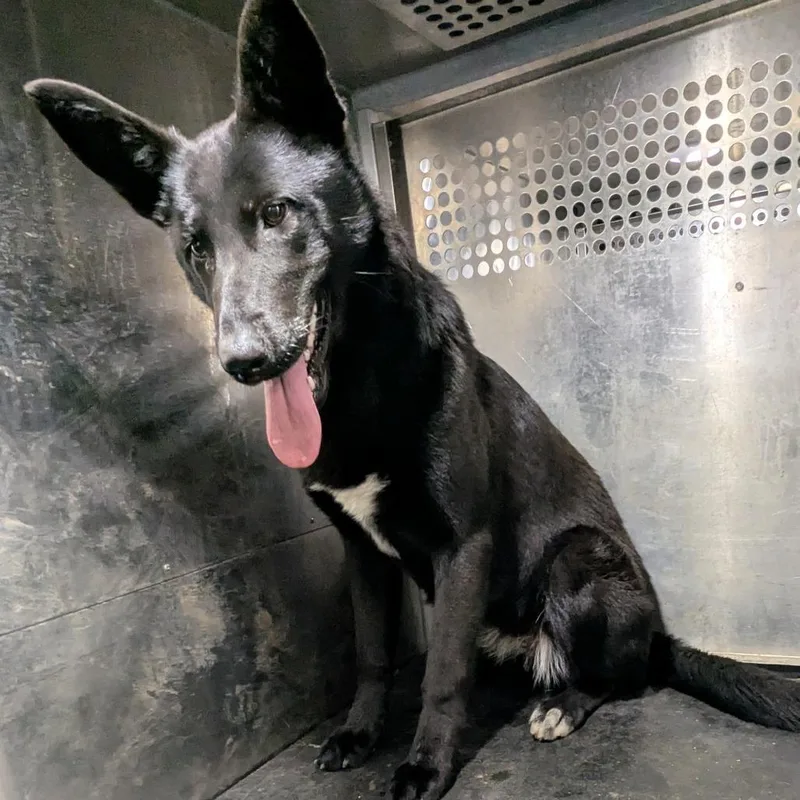 A young medium-sized female Black Shepherd dog named Elizabeth for adoption in Birmingham, AL