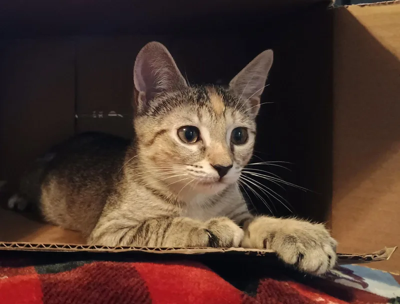 A young medium-sized female Domestic Short Hair cat named Juniper for adoption in Pittsboro, NC