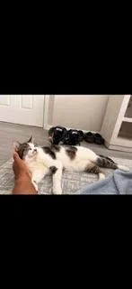 An adult large-sized male White Domestic Short Hair cat named Leo for adoption in Ellicott City, MD