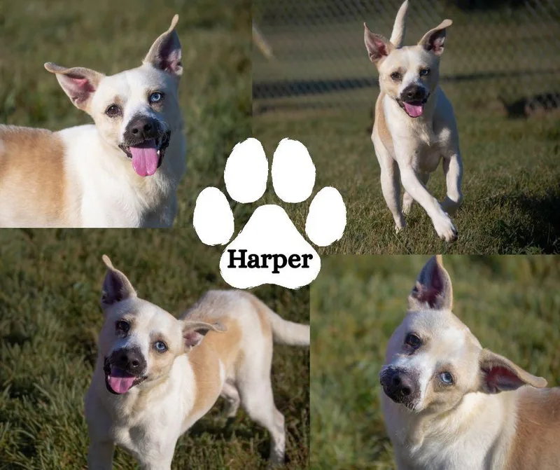 An adult small-sized male White / Cream Feist dog named Harper for adoption in Albany, NY