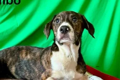 A baby medium-sized male Feist dog named Rambo for adoption in Westland, MI