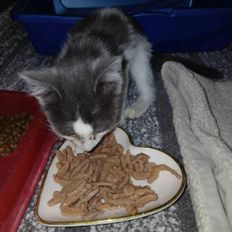 A baby small-sized female Gray / Blue / Silver Domestic Short Hair cat named Beach for adoption in Stephenville, TX