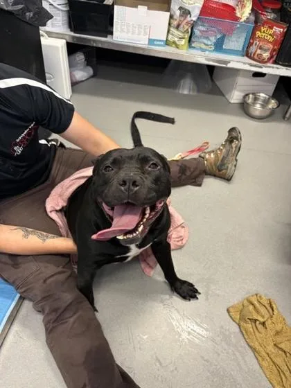 An adult large-sized female Mixed Breed dog named Penguin for adoption in West Chester, PA