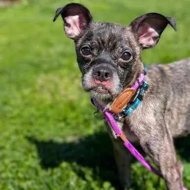 An adult small-sized female Brindle Chihuahua dog named Pixie for adoption in Northville, MI
