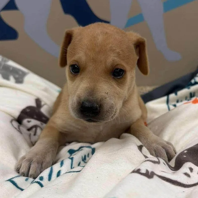 A baby medium-sized male Shepherd dog named Rex for adoption in Alexandria, VA