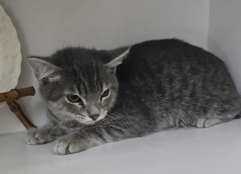 A baby medium-sized female Domestic Short Hair cat named Bette has RBF for adoption in Lawrenceville, GA