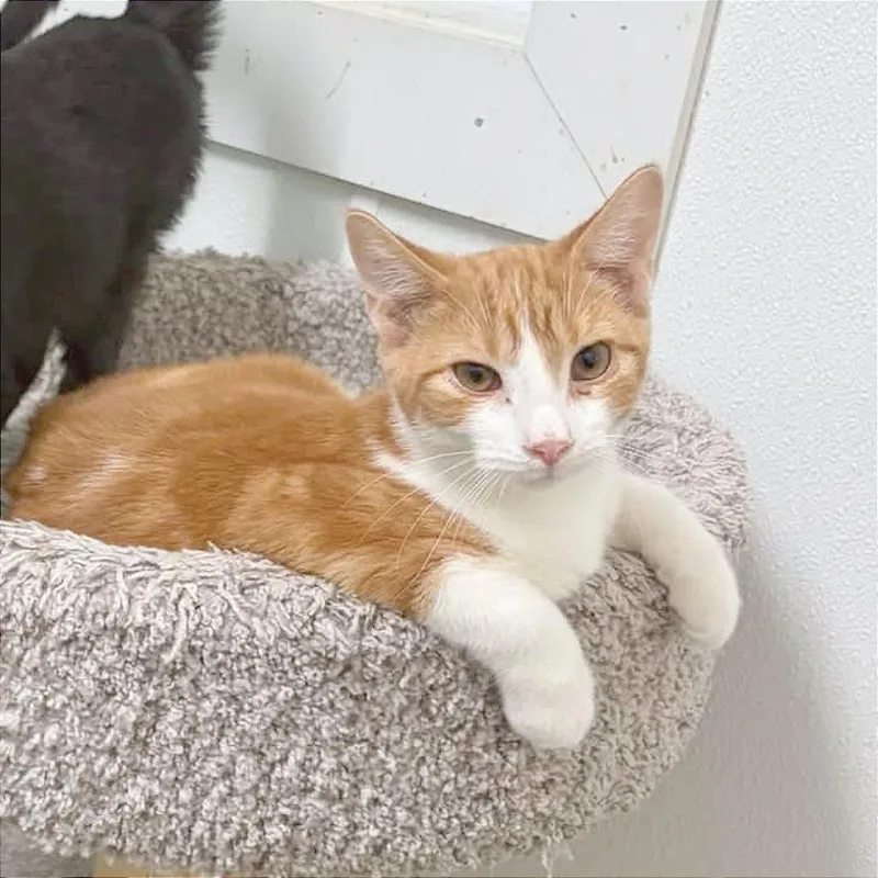 A baby small-sized male Orange / Red Domestic Short Hair cat named Nibs for adoption in Albert Lea, MN