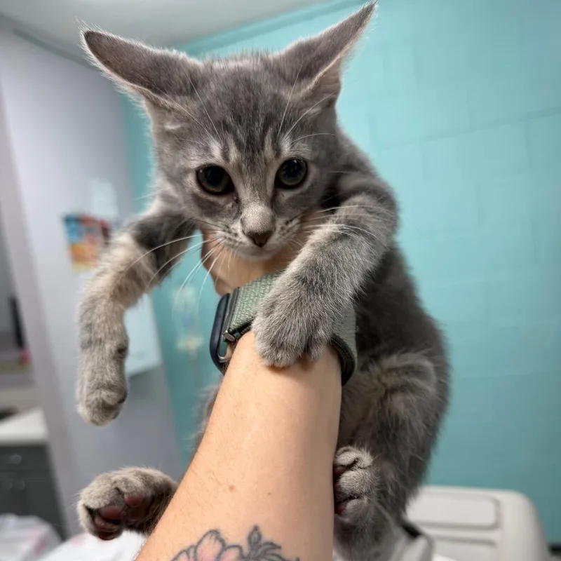 A baby small-sized female Gray / Blue / Silver Domestic Short Hair cat named Lt for adoption in Port Charlotte, FL