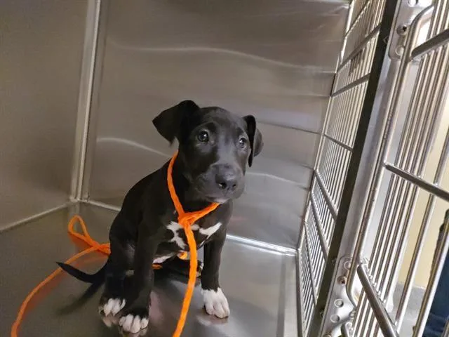 A baby small-sized female Labrador Retriever dog named Brandyn for adoption in Tustin, CA