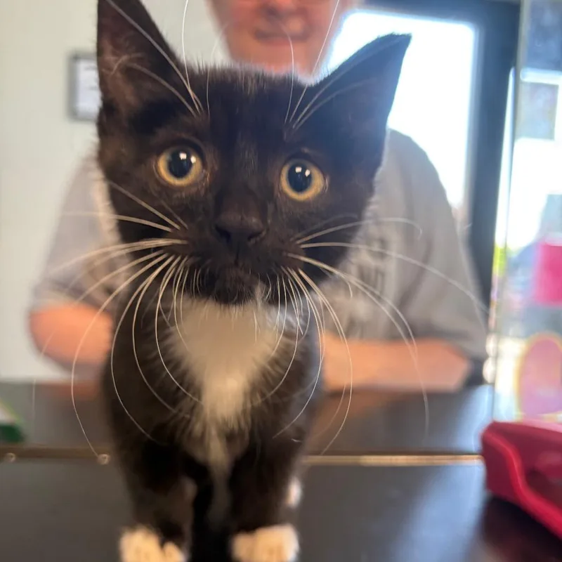 A baby small-sized female Black Domestic Short Hair cat named Penny for adoption in Parkersburg, WV