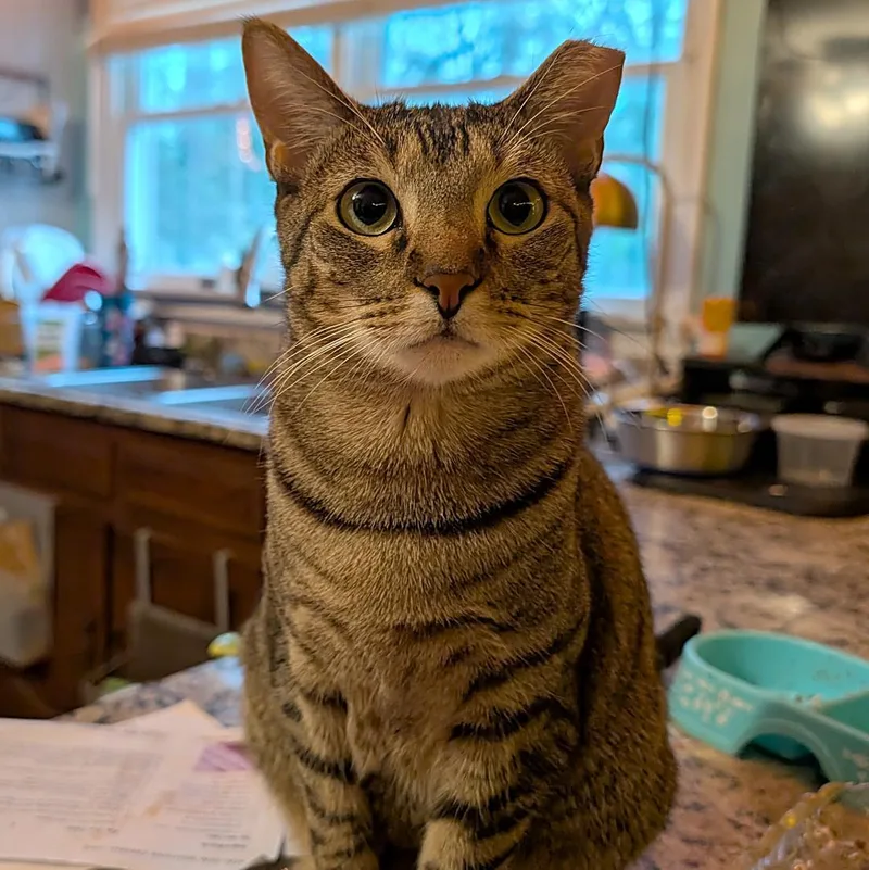 A young medium-sized female Domestic Short Hair cat named Lady for adoption in Great Mills, MD