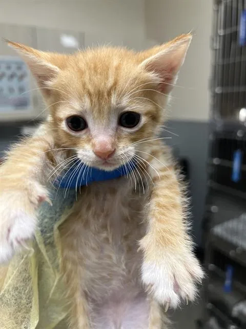 A baby small-sized male Domestic Short Hair cat named Mr Pibb for adoption in Las Vegas, NV