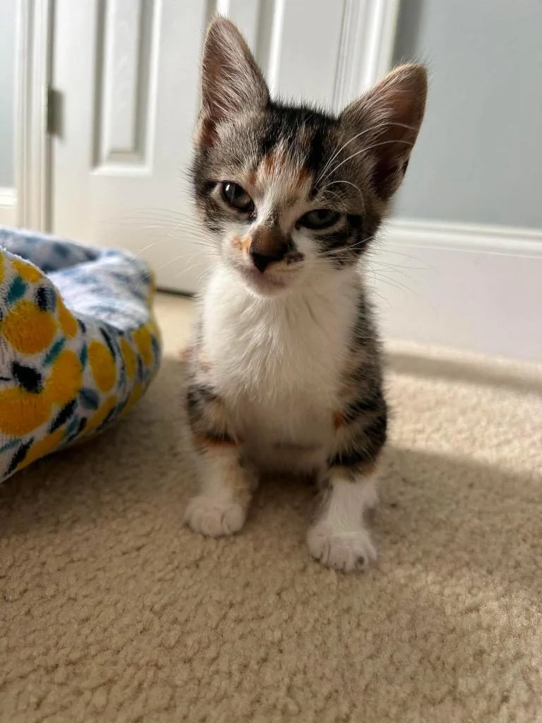 A baby large-sized female Domestic Short Hair cat named Elizabeth for adoption in warrenville, SC