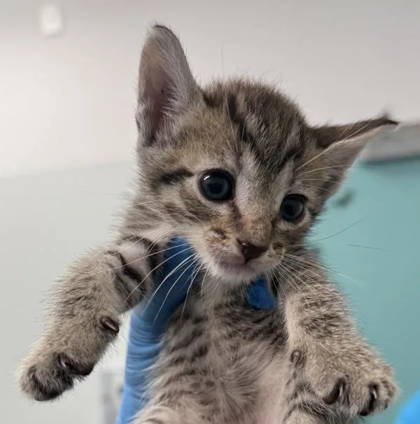 A baby small-sized male Domestic Short Hair cat named Peach Pie for adoption in Ridgewood, NY