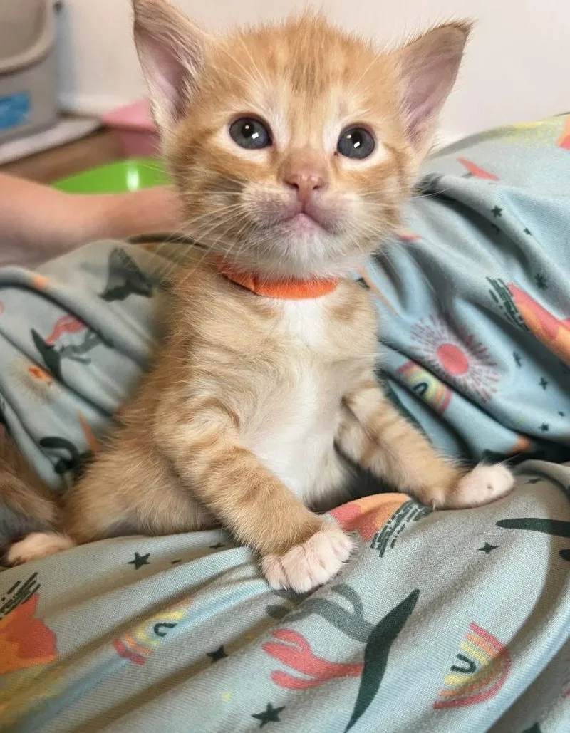 A baby medium-sized male Domestic Short Hair cat named Chromium for adoption in Fruit Heights, UT