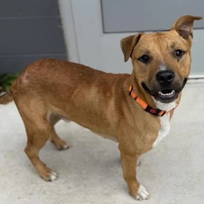 A young medium-sized male Mixed Breed dog named Romeo for adoption in Janesville, WI