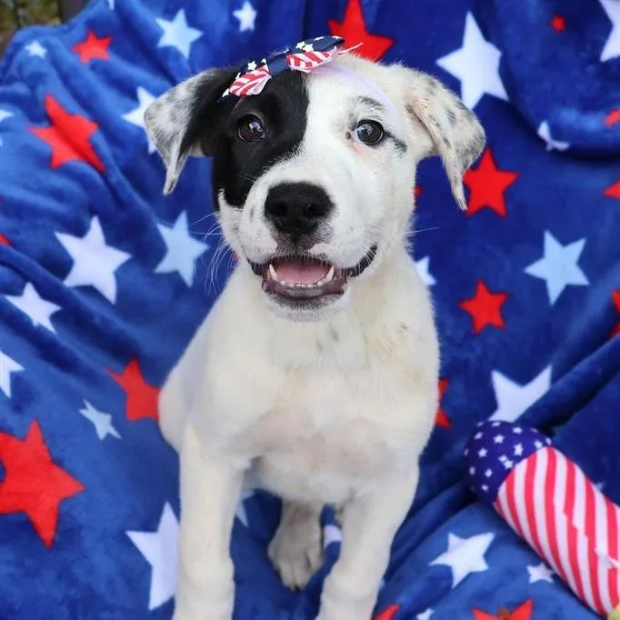 A young small-sized female White / Cream Mixed Breed dog named Lena for adoption in New York, NY