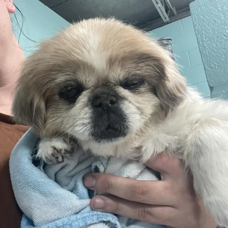 A senior small-sized female White / Cream Pekingese dog named Petunia for adoption in Port Charlotte, FL