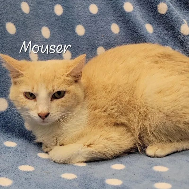 An adult medium-sized female Buff / Tan / Fawn Domestic Short Hair cat named Mouser for adoption in Parkersburg, WV