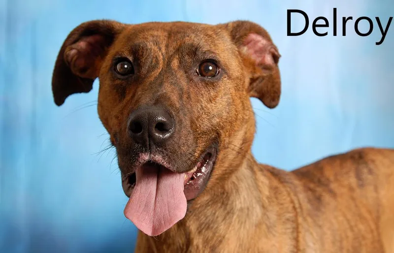 Delroy thumbnail 2