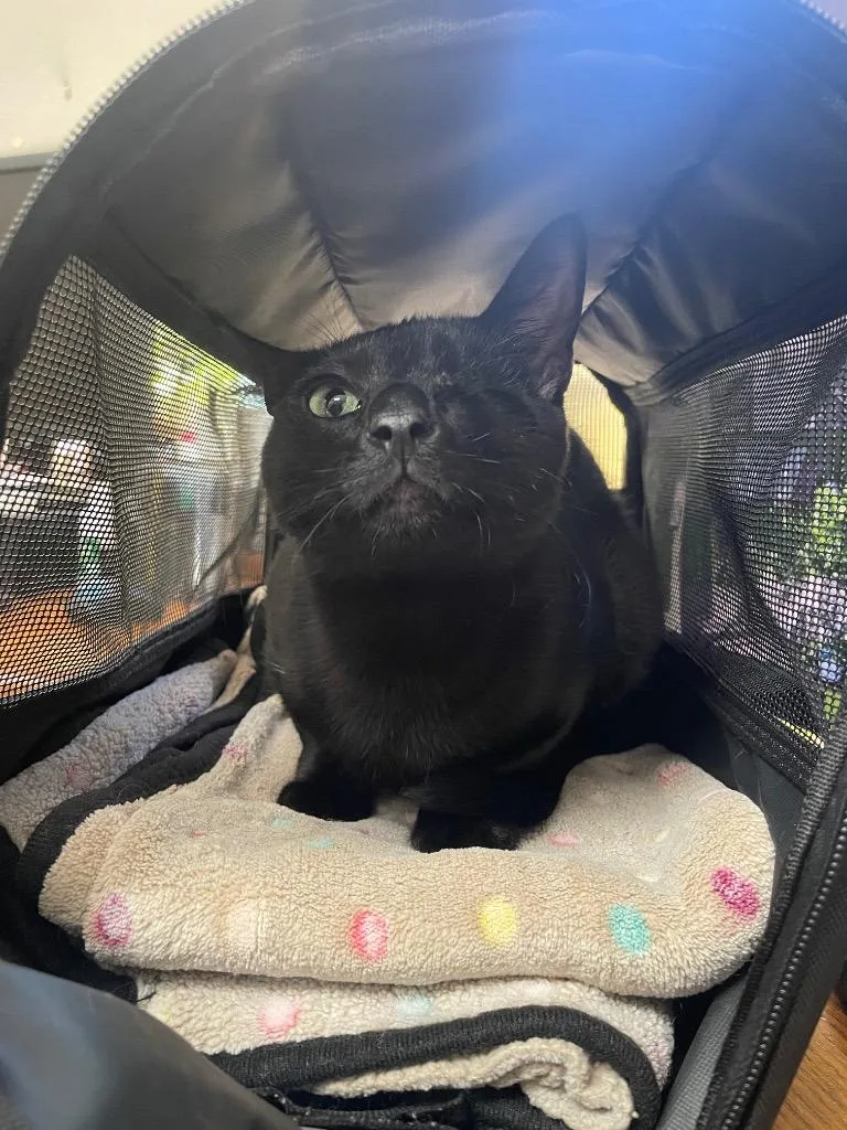 A baby medium-sized male Domestic Short Hair cat named Salem for adoption in Fort Worth, TX