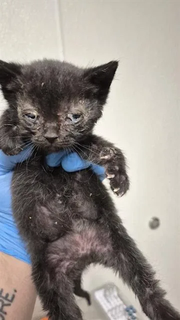 A baby small-sized male Domestic Short Hair cat named Grey Collar for adoption in Bakersfield, CA