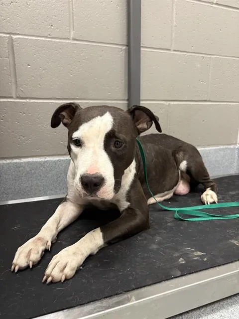 A young medium-sized female Pit Bull Terrier dog named Padme for adoption in Indianapolis, IN