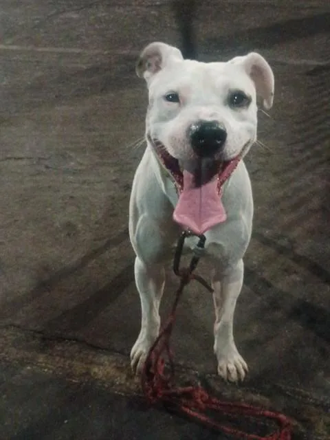 A young large-sized male White / Cream Pit Bull Terrier dog named Bullseye for adoption in Phoenix, OR