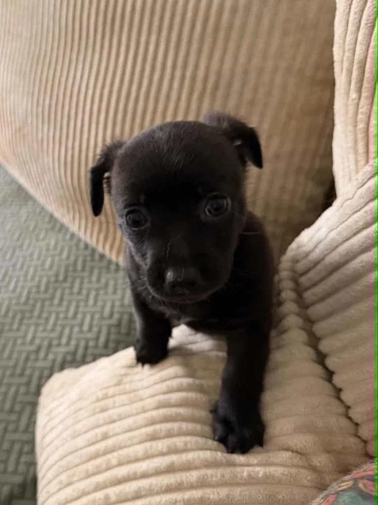 A baby small-sized female Brown / Chocolate Chihuahua dog named Kona for adoption in Dutton, VA