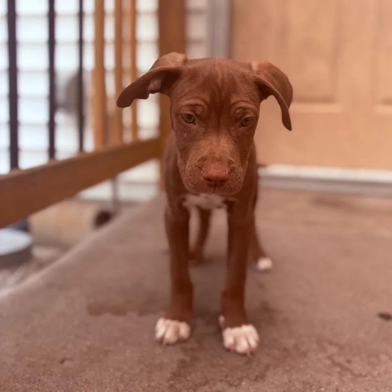 A baby medium-sized male Pit Bull Terrier dog named Cruller for adoption in Fenton, MI