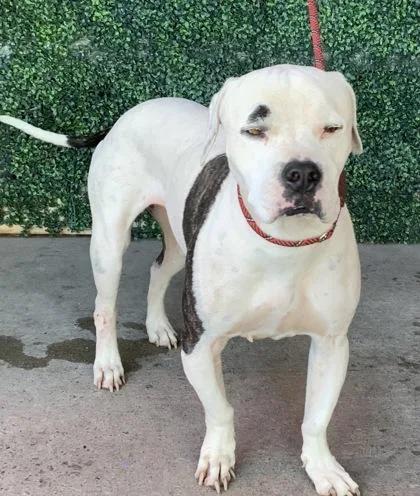 An adult small-sized male White / Cream American Bulldog dog named Wilson for adoption in El Paso, TX