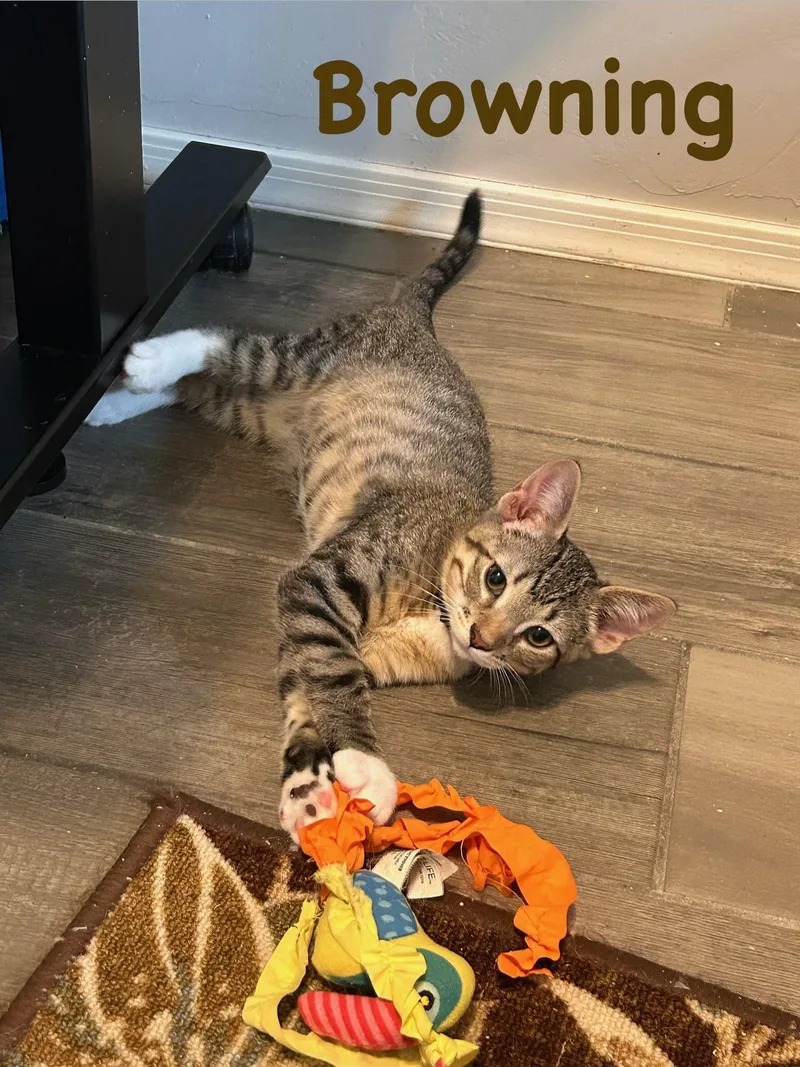 A young small-sized male Tabby (Brown / Chocolate) Domestic Short Hair cat named Browning for adoption in Tucson, AZ