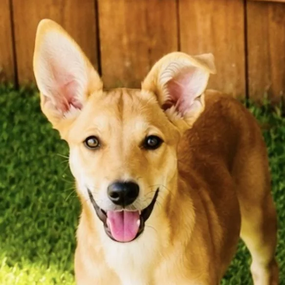 Foxy  the Smiling thumbnail 3