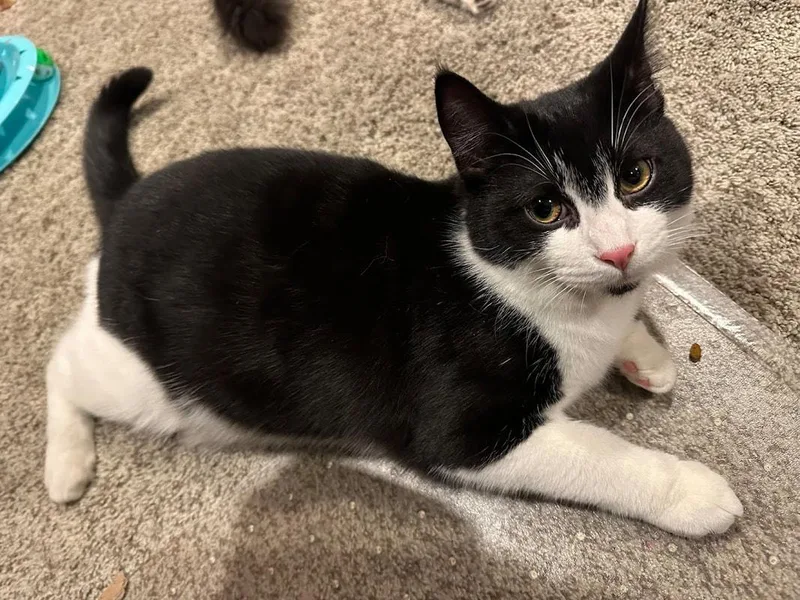 A baby medium-sized male Black & White / Tuxedo Domestic Short Hair cat named Goff for adoption in Kalamazoo, MI