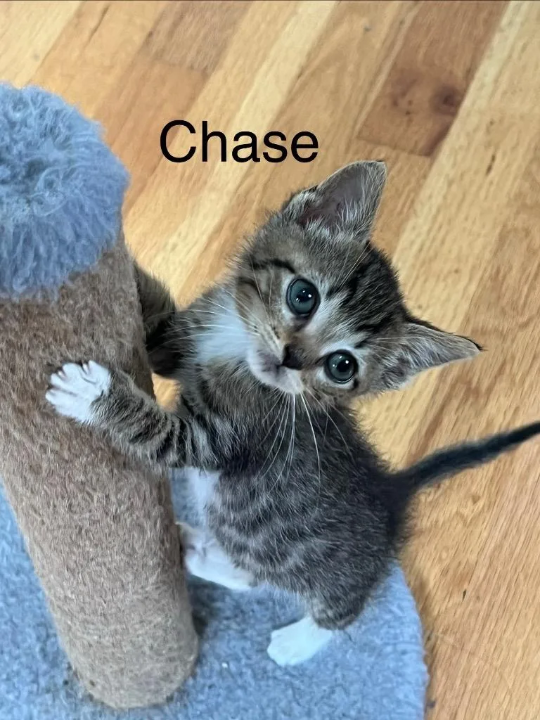 A baby medium-sized male Domestic Short Hair cat named Chase for adoption in Johnson City, TN