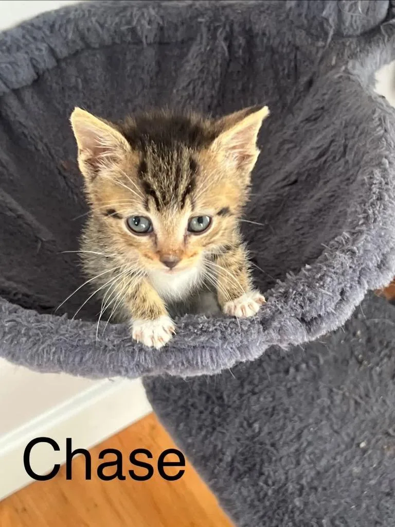 Chase thumbnail 2
