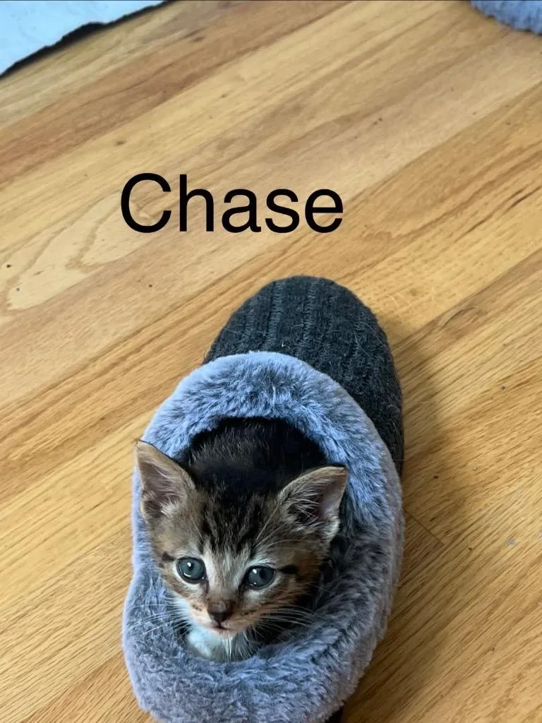 Chase thumbnail 3