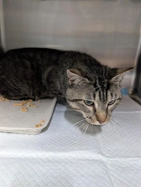 An adult small-sized male Domestic Short Hair cat named Gerald for adoption in Westminster, MD
