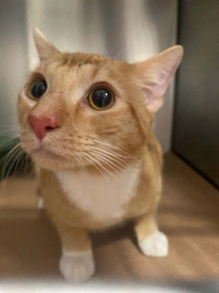 A young large-sized male Domestic Short Hair cat named Kurt for adoption in Cartersville , GA