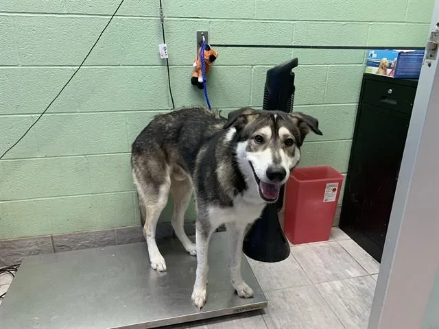 A young large-sized male Siberian Husky dog named Buddy for adoption in Grand Prairie, TX