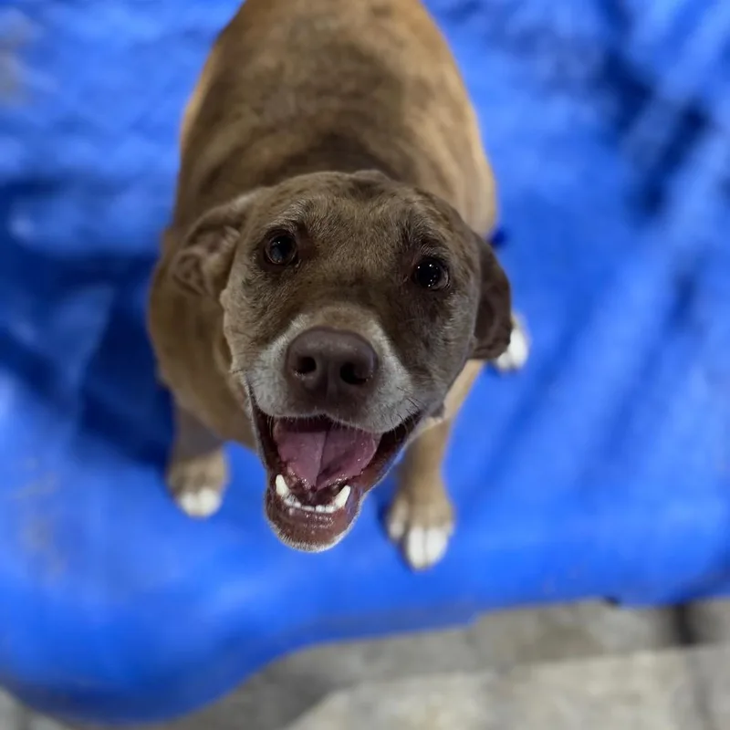 An adult medium-sized female Catahoula Leopard Dog dog named Betty for adoption in Fort Smith, AR