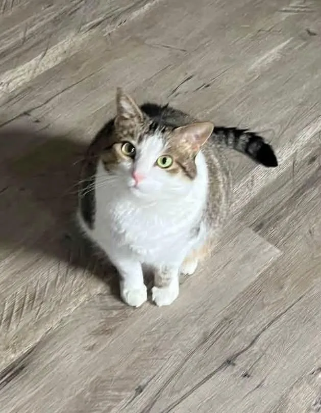 An adult small-sized female Tabby cat named Jubilee for adoption in Capshaw, AL