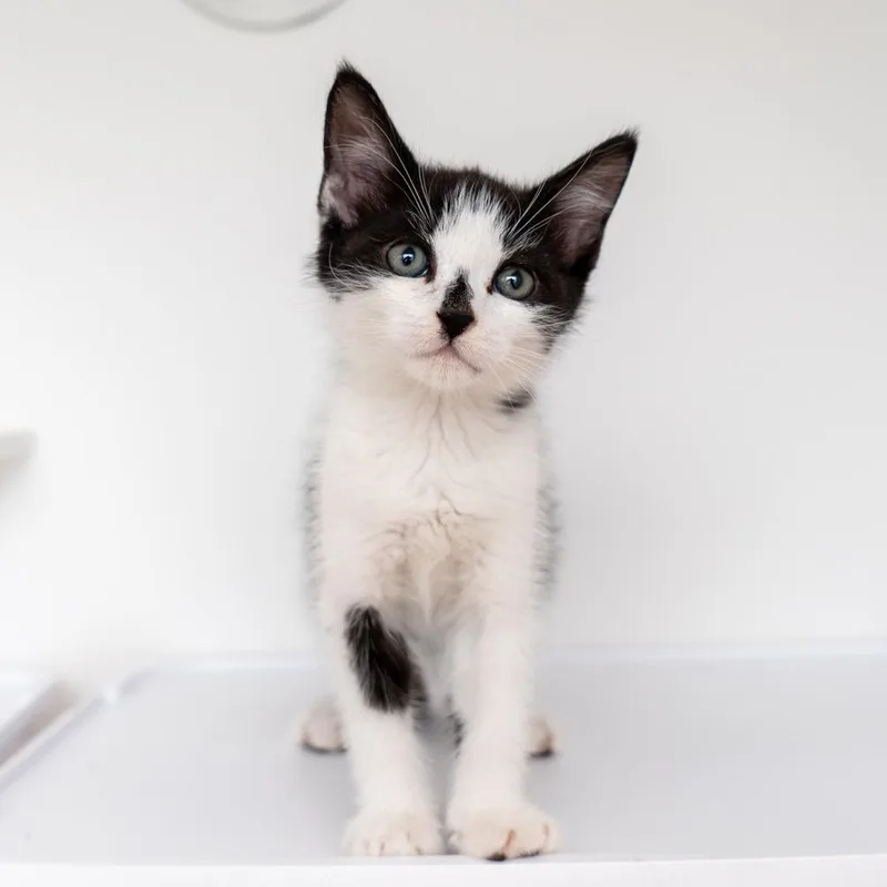 A baby small-sized female Black Domestic Short Hair cat named Falline for adoption in New York, NY