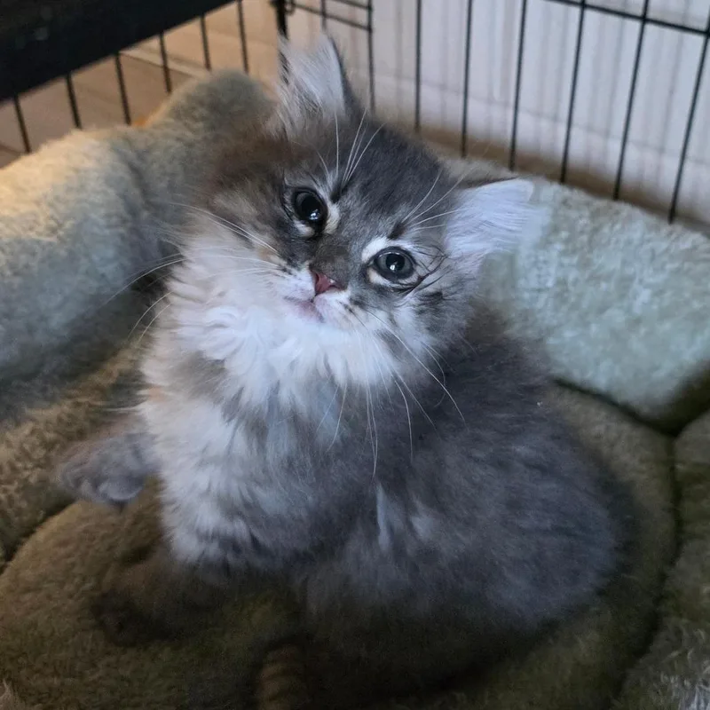 A baby small-sized male Gray / Blue / Silver Domestic Medium Hair cat named Blue Star Fern for adoption in Chatham, VA