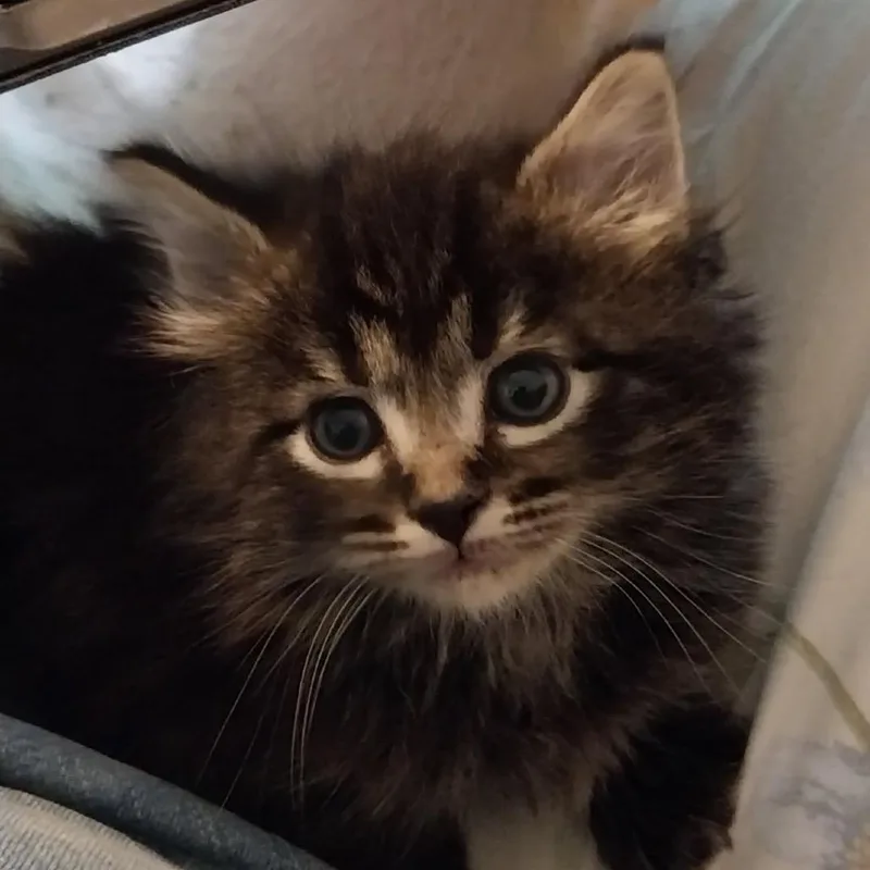 A baby small-sized male Brown / Chocolate Domestic Long Hair cat named Studly Spitz for adoption in Baker City, OR