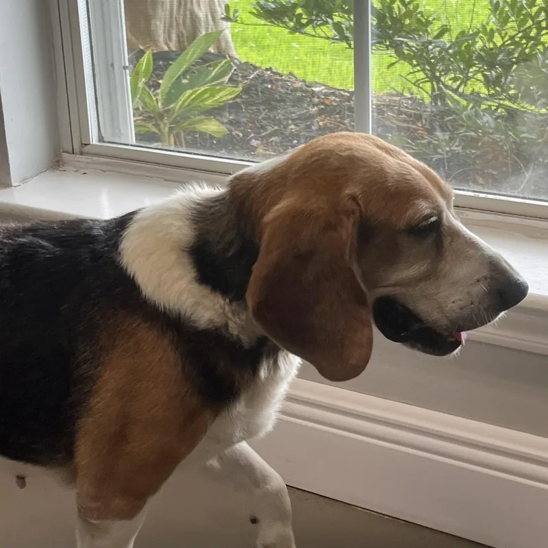 An adult small-sized male Tricolor (Brown, Black, & White) Beagle dog named Timber for adoption in Prairieville, LA