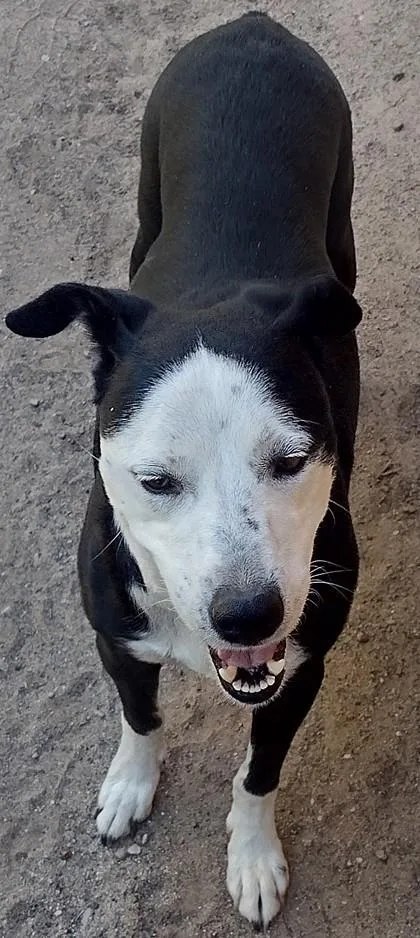 A senior small-sized female Black Pit Bull Terrier dog named Eliwednesday for adoption in El Paso, TX
