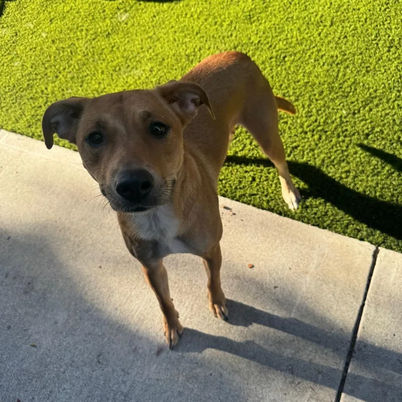 An adult medium-sized female Brown / Chocolate Shepherd dog named Goldie for adoption in Fresno, CA