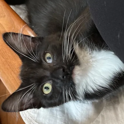 A baby small-sized female Black Domestic Short Hair cat named Betty Crocker for adoption in Walden, NY