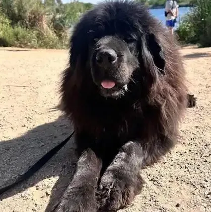 An adult large-sized female Black Tibetan Mastiff dog named Tatanka for adoption in Mesa, AZ
